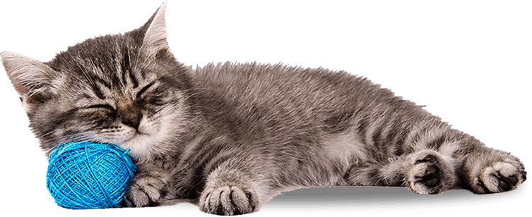 sleeping cat